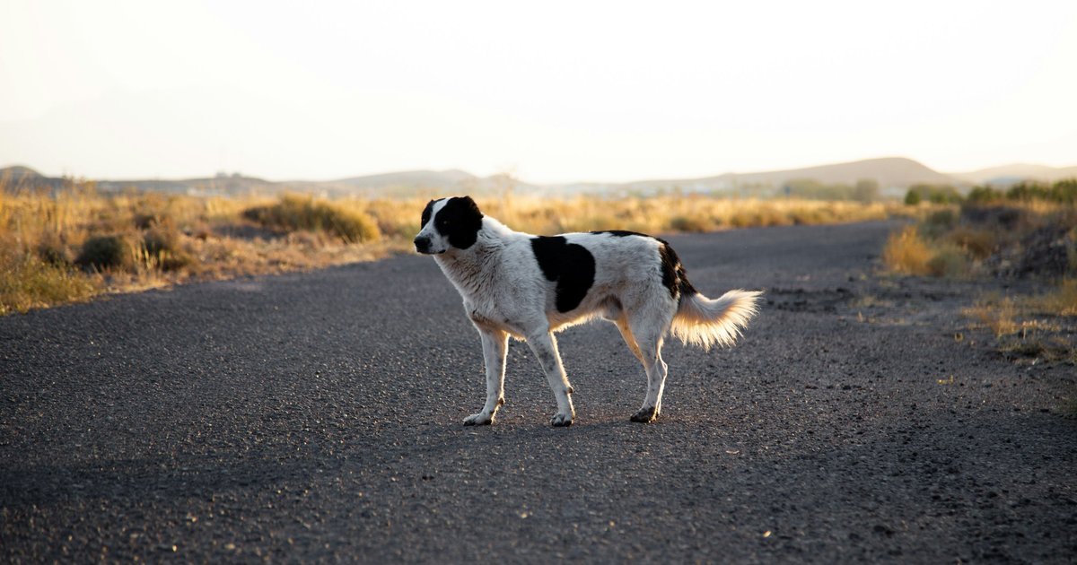 Dog on hot pavement Phoenix